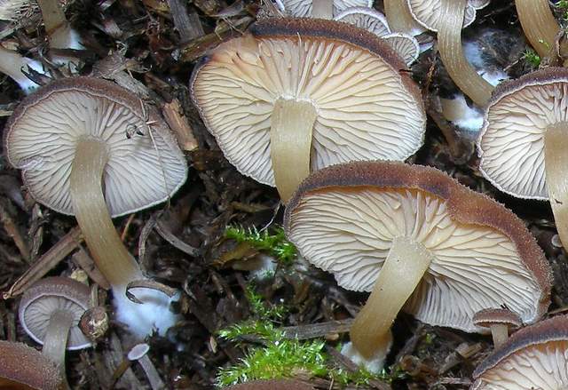 Clitocybe puberula